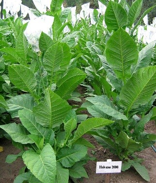 Cuban Havana 2000 Tobacco Plant
